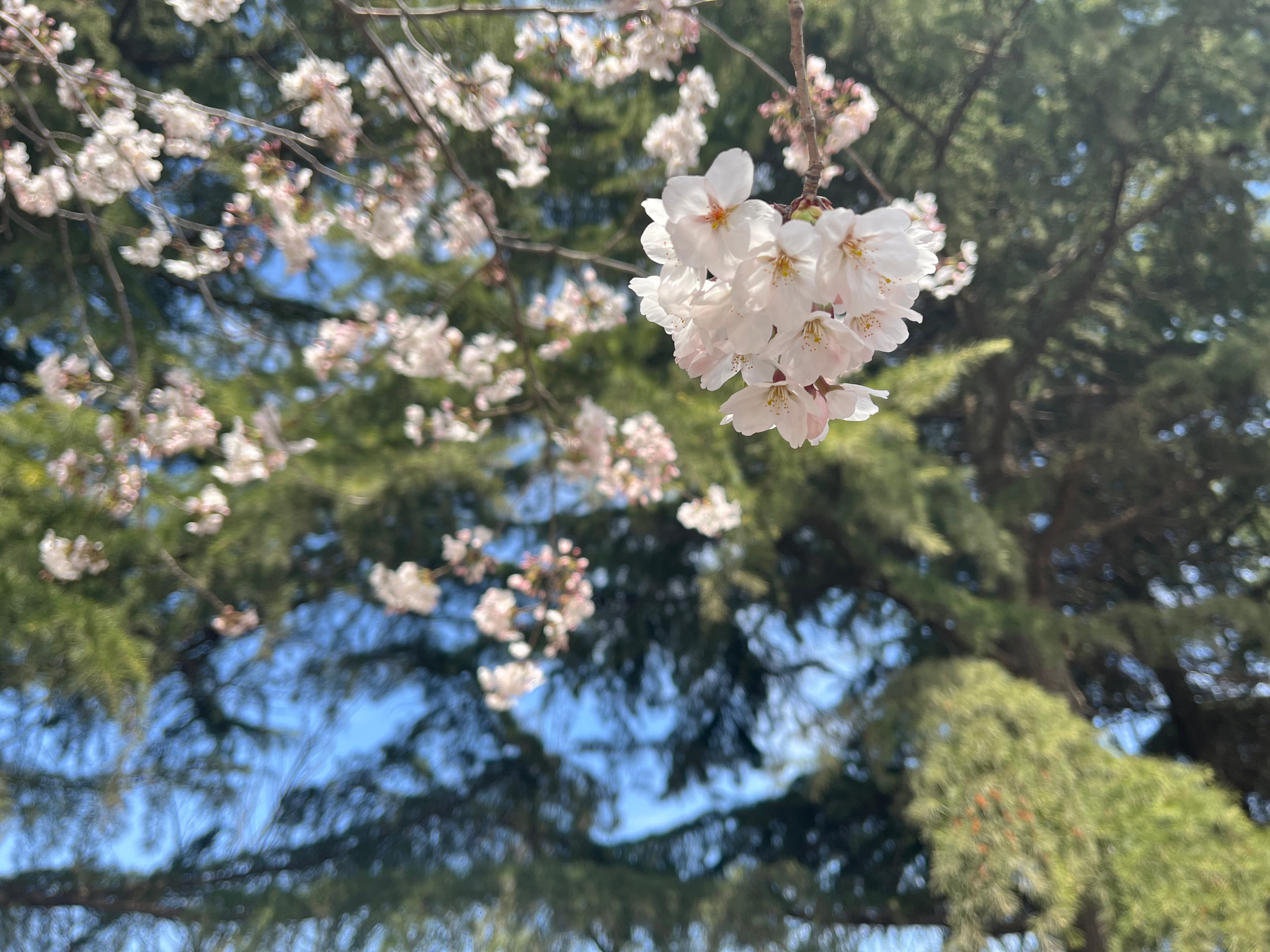 琴岛浮生