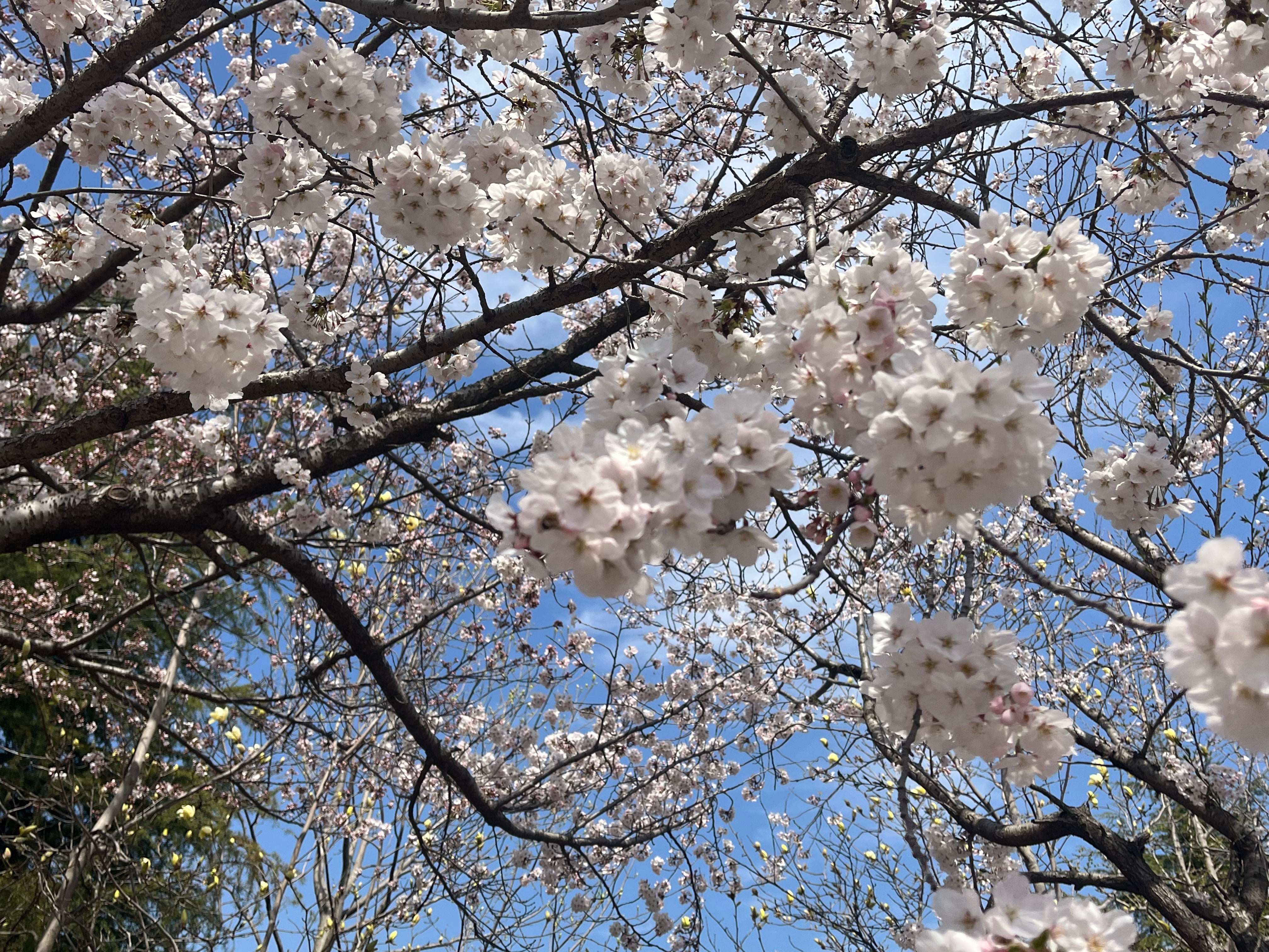 琴岛浮生
